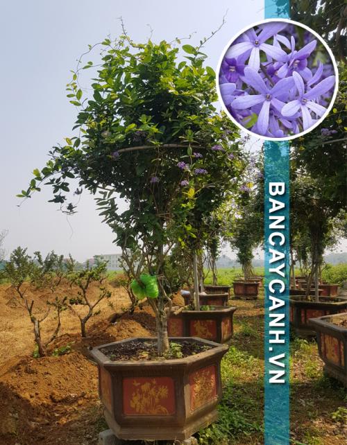  CÂY MAI XANH - PETREA VOLUBILIS MÃ MAIXANH07